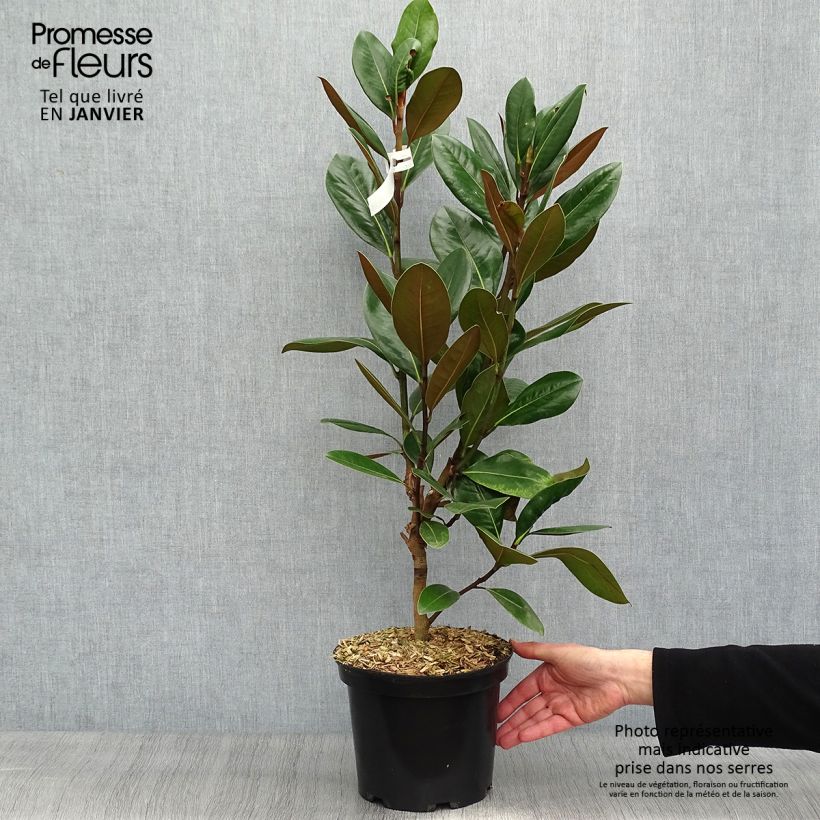 Magnolia grandiflora Treyve Maceta 4L/5L Ejemplar entregado en invierno