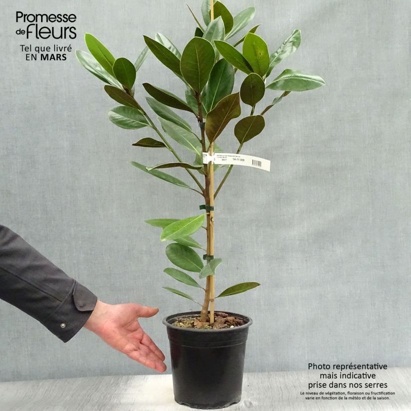 Magnolia grandiflora Treyve Maceta 4L/5L, Arból joven Ejemplar entregado en la primavera