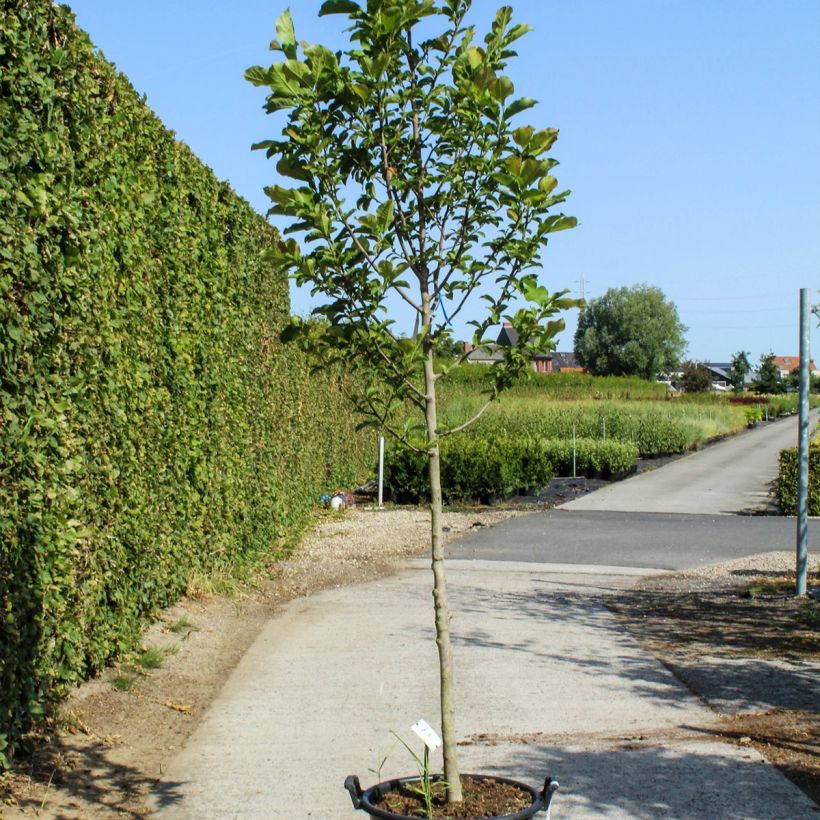 Magnolia kobus - Kobushi Maceta 50L/55L Ejemplar entregado en la primavera