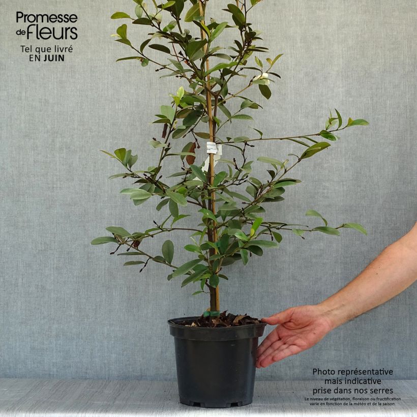 Ejemplar de Magnolia laevifolia Achteraan Maceta 4L/5L entregado en verano