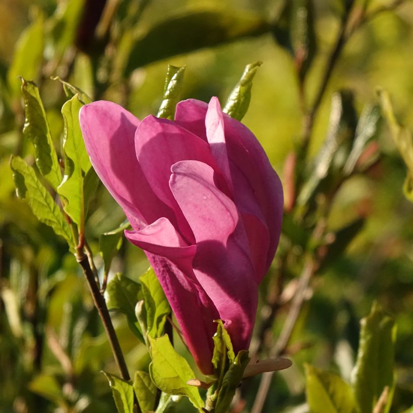 Magnolia liliflora Nigra (Floración)