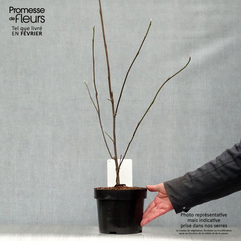 Magnolia liliflora Nigra Maceta 3L/4L Ejemplar entregado en invierno