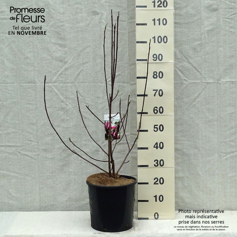 Ejemplar de Magnolia liliflora Nigra Maceta 7,5L/10L entregado en otoño