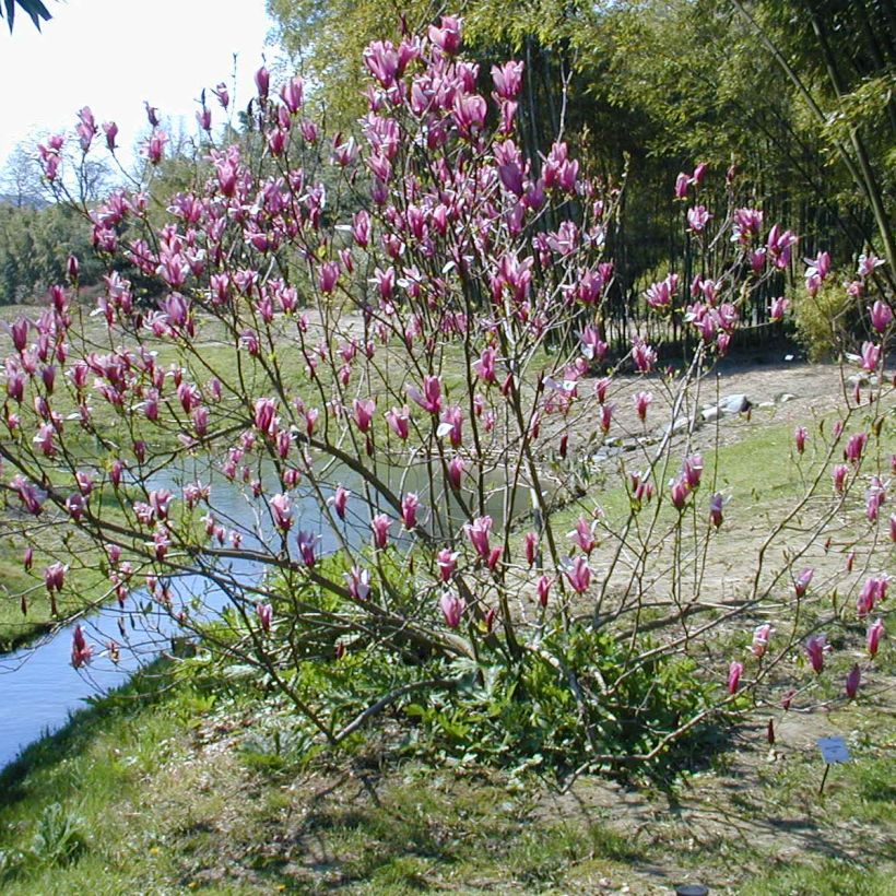 Magnolia liliflora Nigra (Porte)