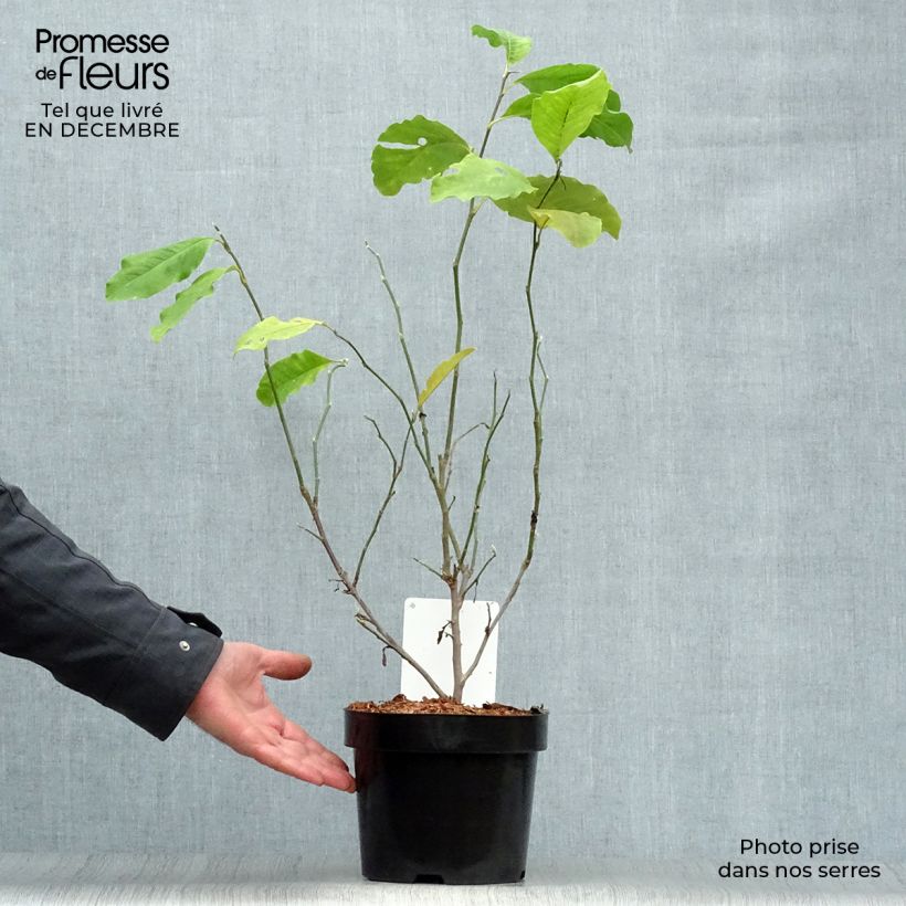 Magnolia loebneri Leonard Messel Maceta 3L/4L Ejemplar entregado en invierno