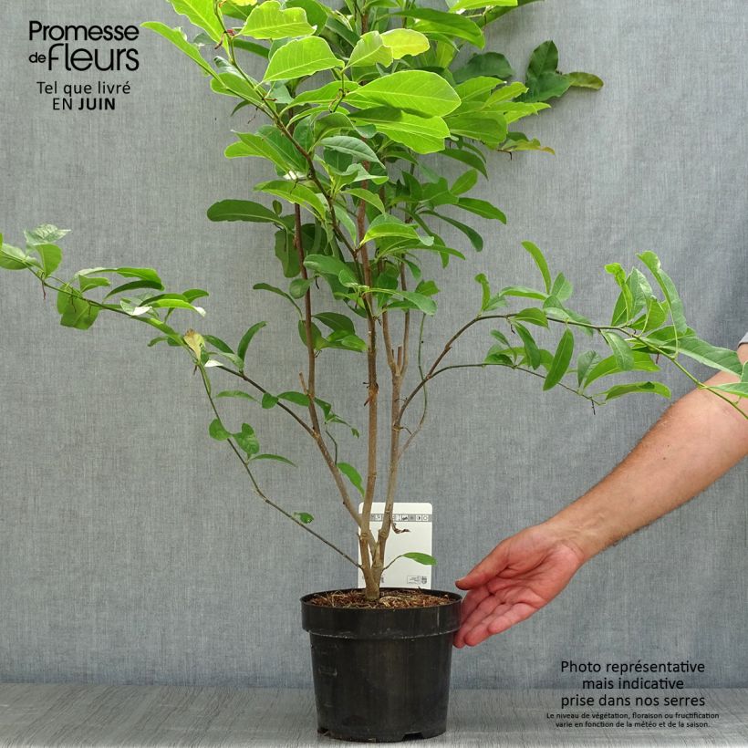 Ejemplar de Magnolia loebneri Leonard Messel Maceta 3L/4L entregado en verano