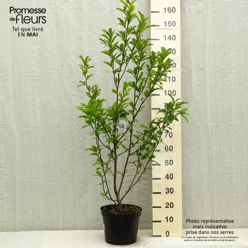 Magnolia loebneri Leonard Messel Maceta 6L/7L Ejemplar entregado en la primavera