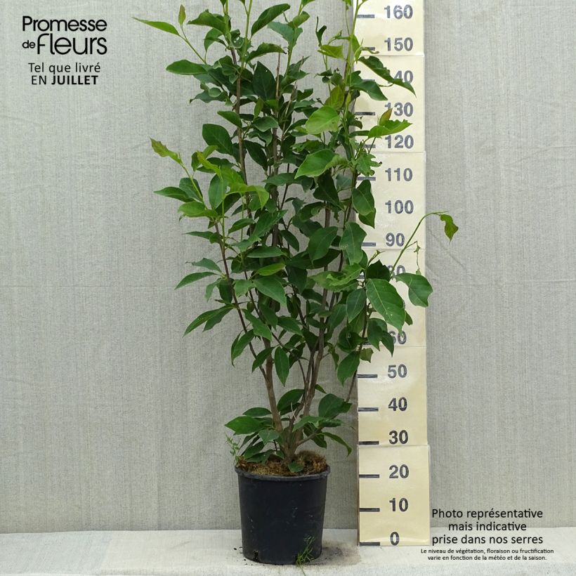Ejemplar de Magnolia loebneri Merrill Maceta 7,5L/10L entregado en verano