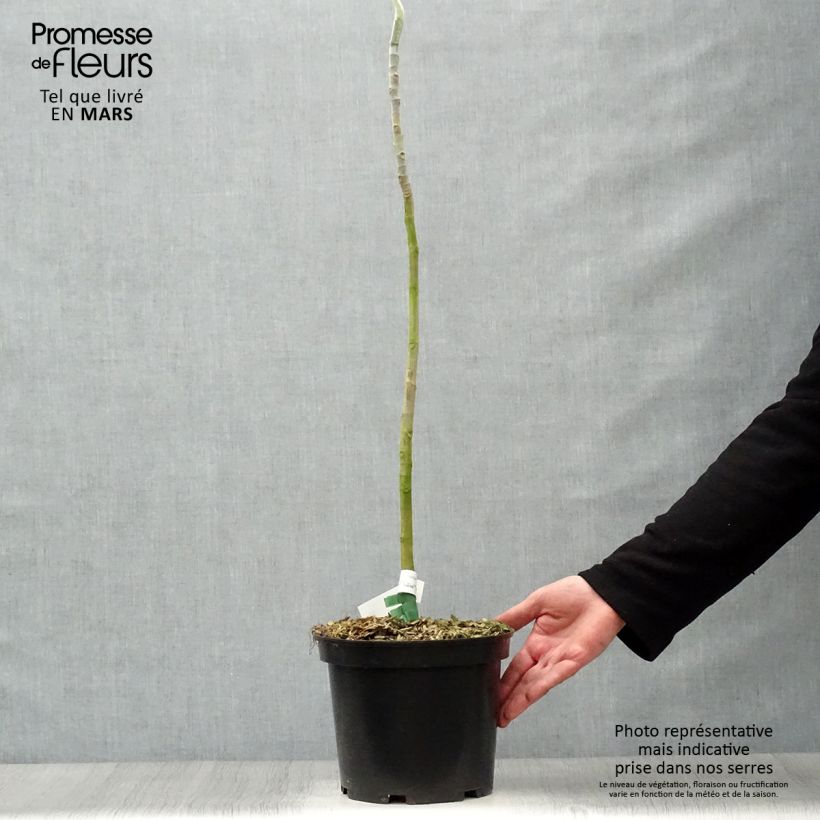 Magnolia macrophylla de hojas grandes Maceta 4L/5L Ejemplar entregado en la primavera