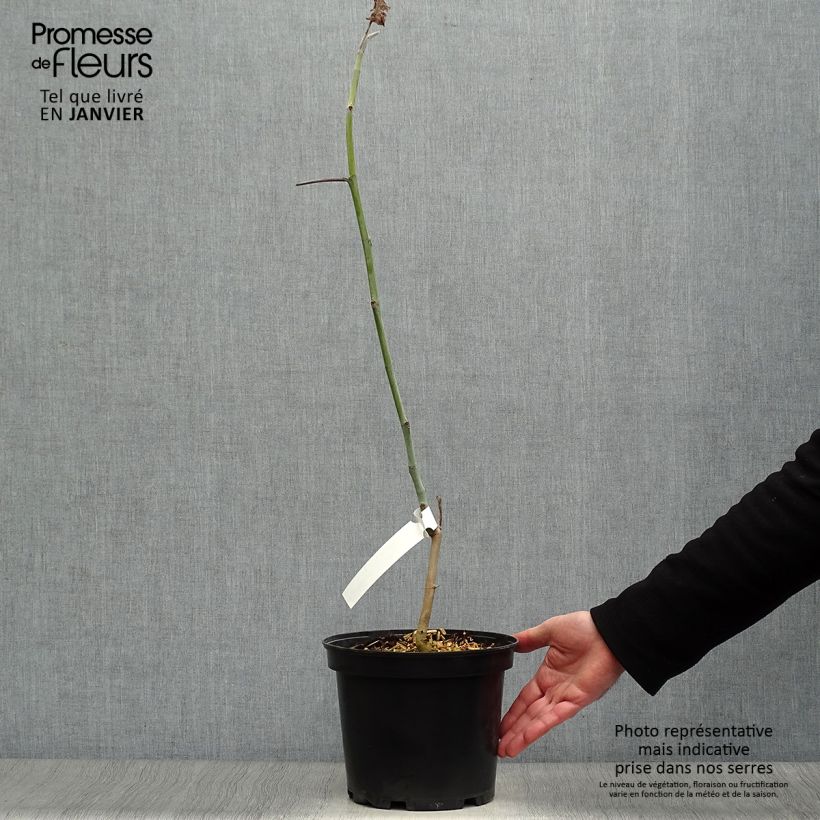 Magnolia macrophylla subsp. ashei - Magnolia de hojas grandes Maceta 4L/5L Ejemplar entregado en invierno