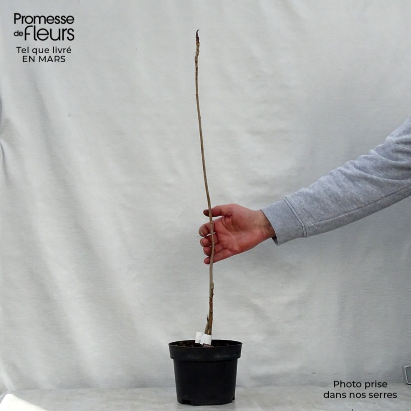 Magnolia officinalis var. biloba Maceta 4L/5L Ejemplar entregado en la primavera