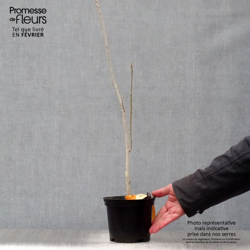 Magnolia officinalis var. biloba Maceta 4L/5L Ejemplar entregado en invierno