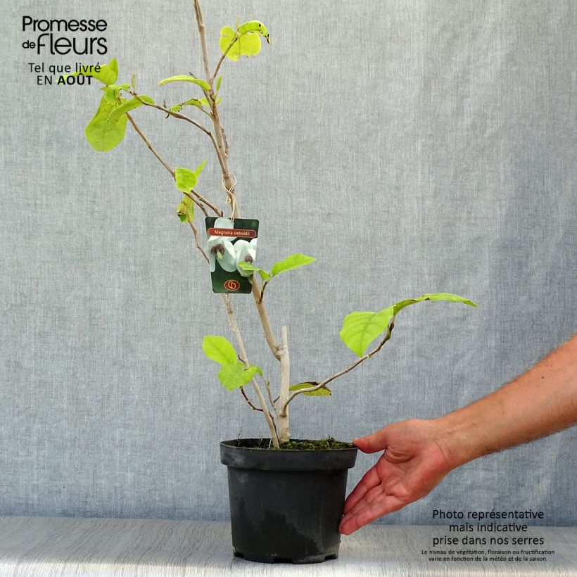 Ejemplar de Magnolia sieboldii - Magnolia de Siebold Maceta 3L/4L entregado en verano
