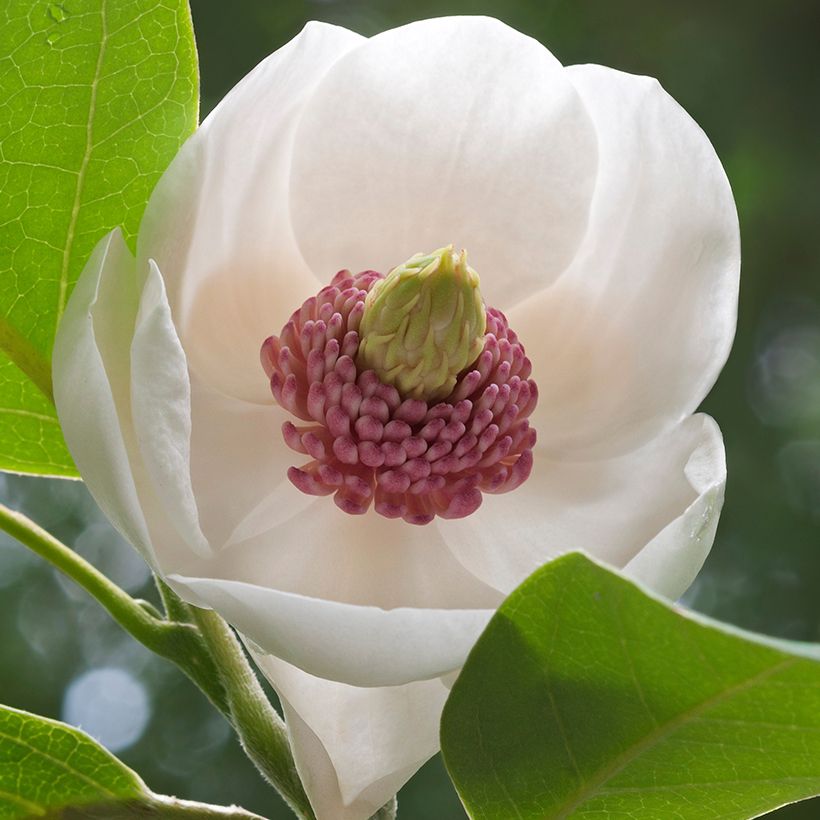 Magnolia sieboldii Colossus (Floración)