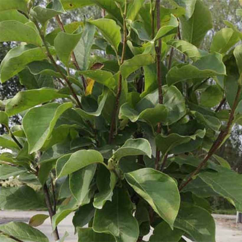 Magnolia soulangeana Alba Superba (Follaje)
