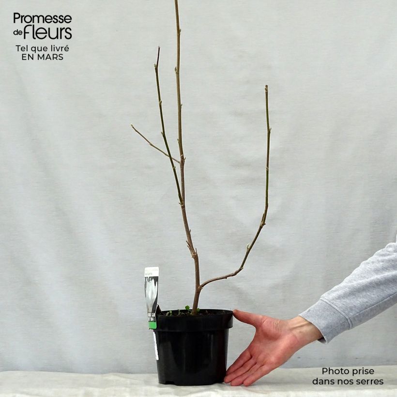 Magnolia soulangeana Alba Superba Maceta 3L/4L Ejemplar entregado en la primavera