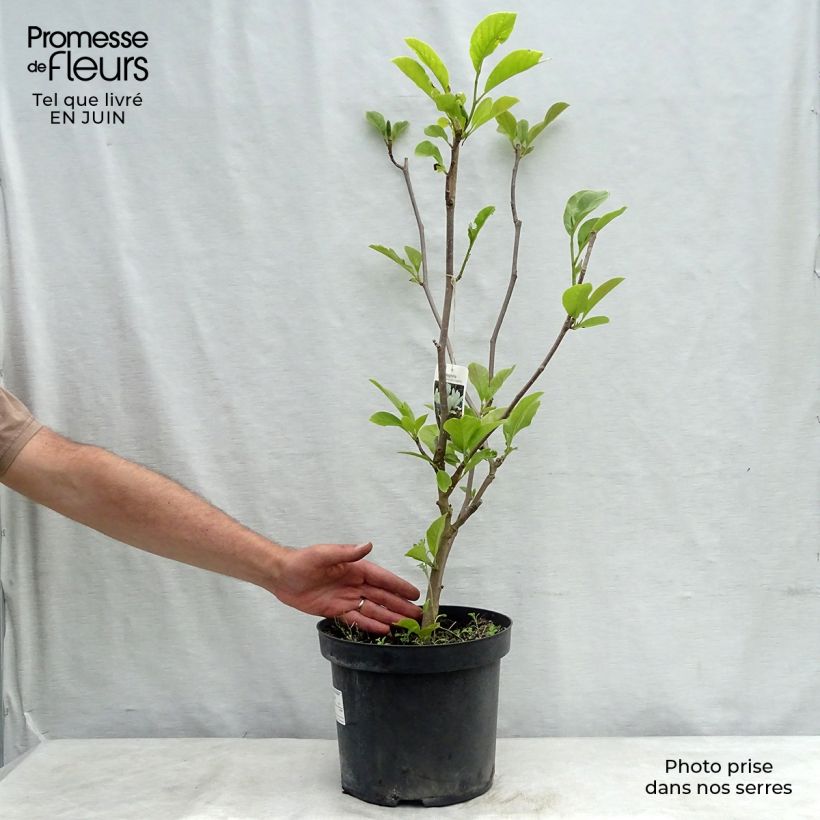 Ejemplar de Magnolia soulangeana Alba Superba Maceta 6L/7L entregado en verano