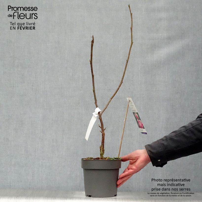 Magnolia soulangeana Satisfaction Maceta 2L/3L Ejemplar entregado en invierno