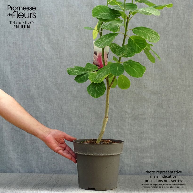Ejemplar de Magnolia sprengeri Pink Beauty Maceta 6L/7L entregado en verano