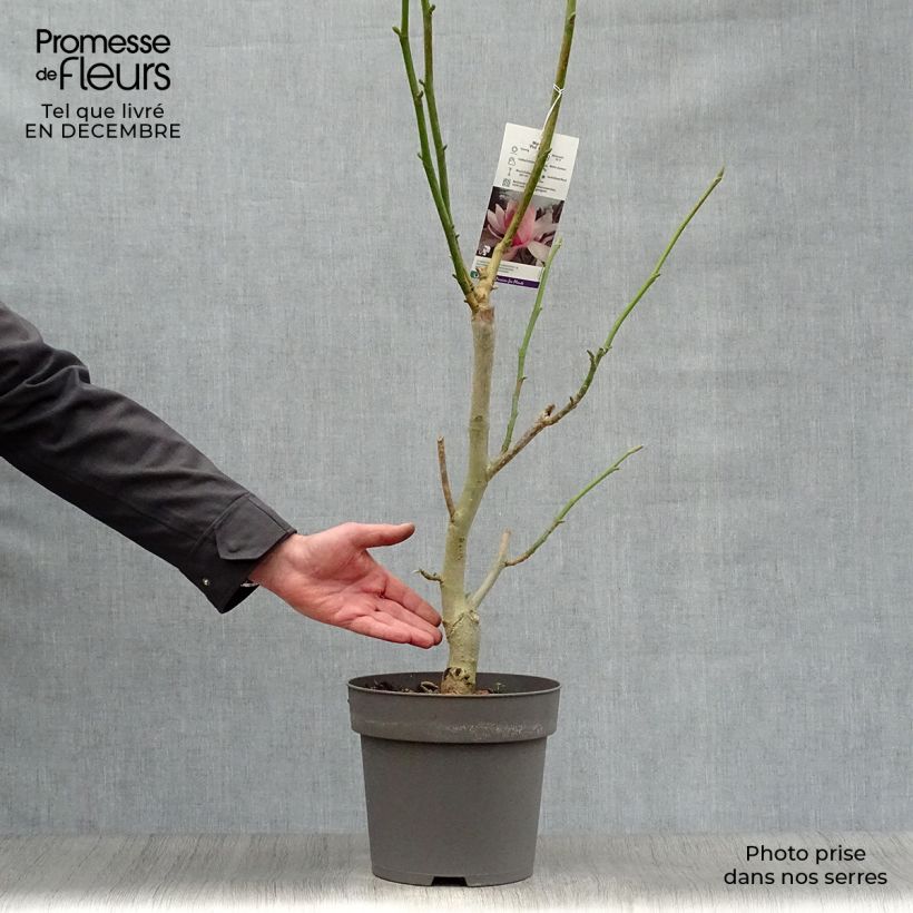 Magnolia sprengeri Pink Beauty Maceta 6L/7L Ejemplar entregado en invierno