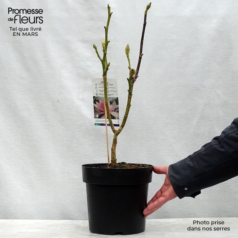 Magnolia sprengeri Pink Beauty Maceta 6L/7L Ejemplar entregado en la primavera