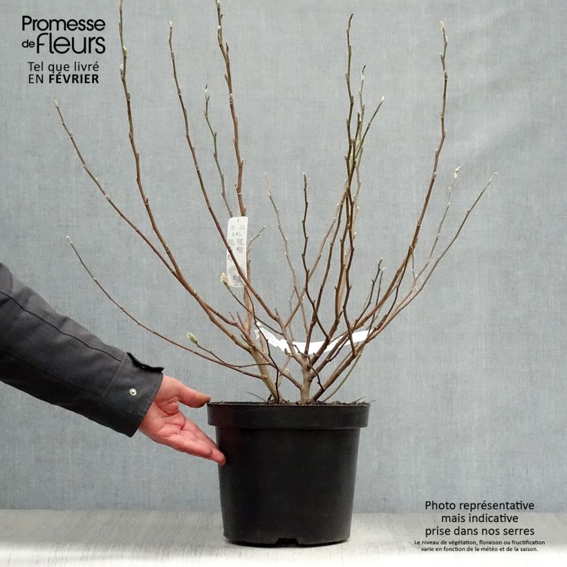 Magnolia stellata - Magnolia estrellada Maceta 7,5L/10L Ejemplar entregado en invierno