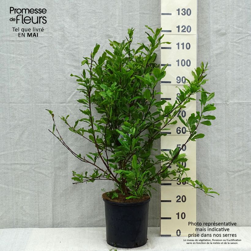 Magnolia stellata - Magnolia estrellada Maceta 7,5L/10L Ejemplar entregado en la primavera