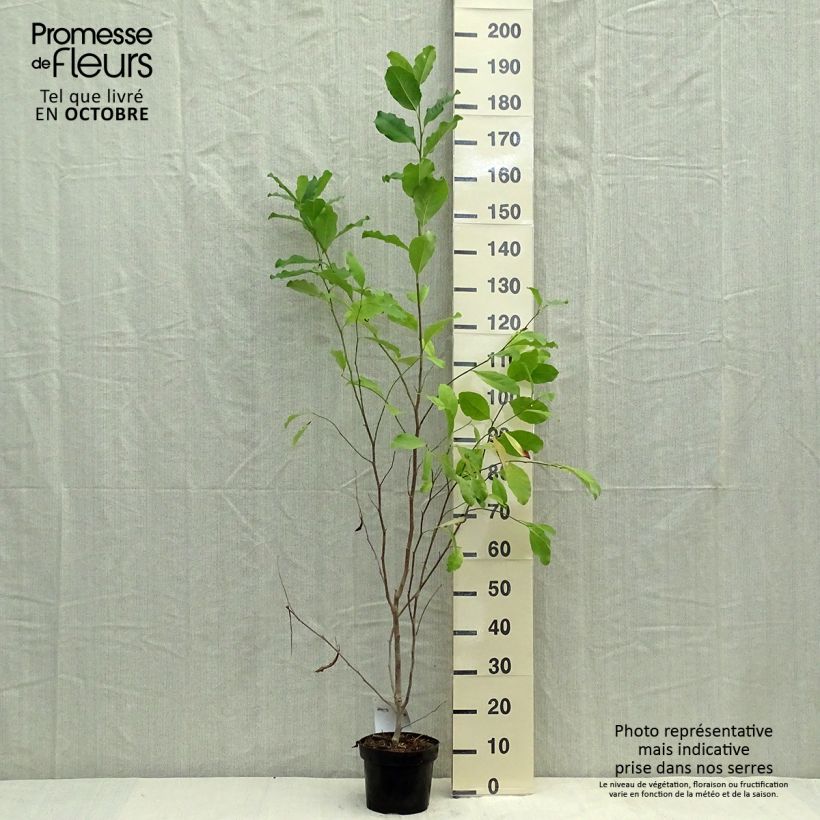 Ejemplar de Magnolia stellata Rosea - Magnolia estrellada Maceta 2L/3L entregado en otoño