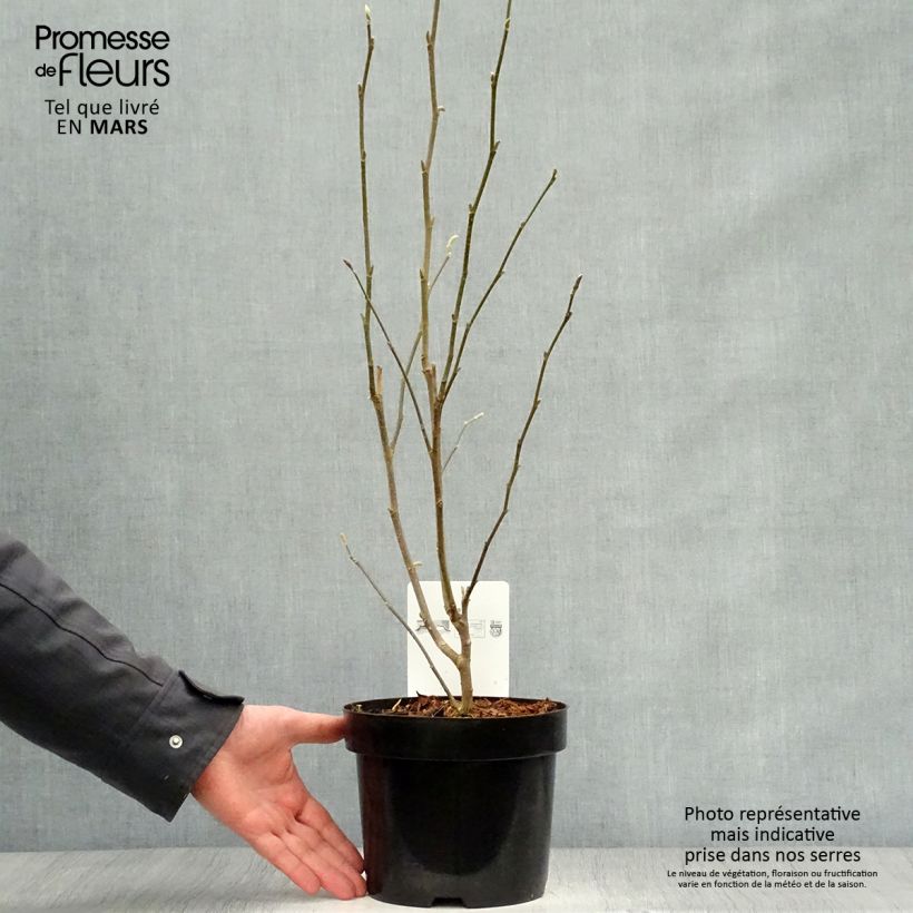 Magnolia stellata Rosea - Magnolia estrellada Maceta 2L/3L Ejemplar entregado en la primavera