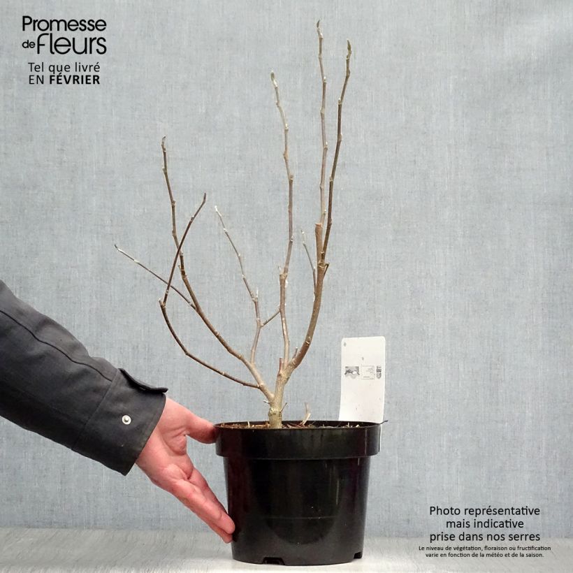 Magnolia stellata Royal Star - Magnolia estrellada Maceta 3L/4L Ejemplar entregado en invierno