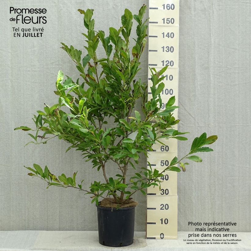 Ejemplar de Magnolia stellata Royal Star - Magnolia estrellada Maceta 12L/15L entregado en verano