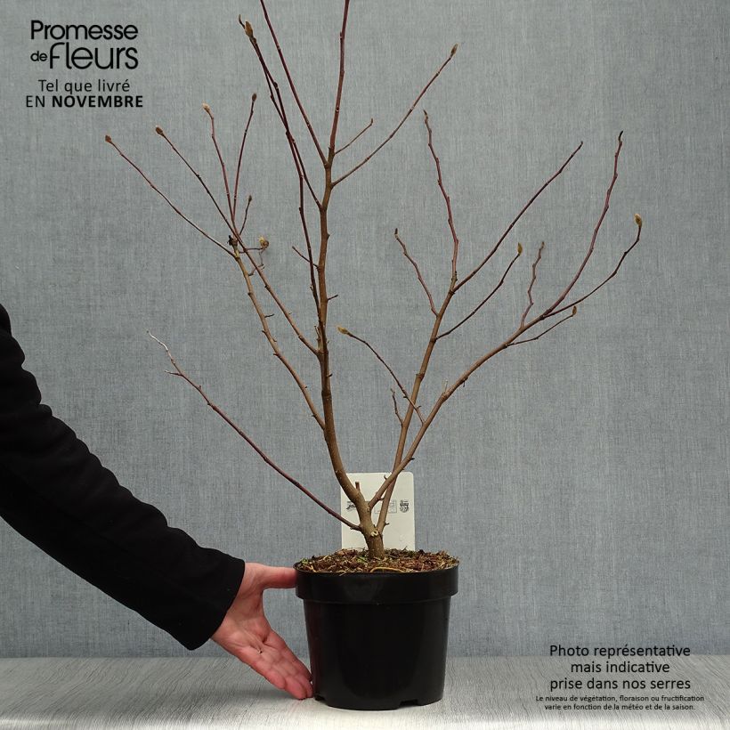 Ejemplar de Magnolia stellata Royal Star - Magnolia estrellada Maceta 3L/4L entregado en otoño