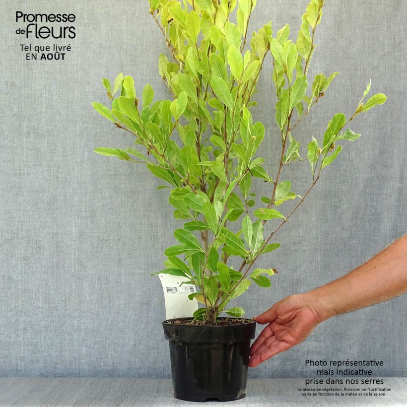 Ejemplar de Magnolia stellata Royal Star - Magnolia estrellada Maceta 3L/4L entregado en verano