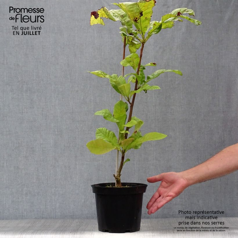 Ejemplar de Magnolia tripetala - Arbol paraguas Maceta 3L/4L entregado en verano