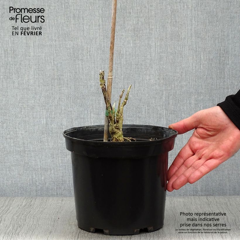 Magnolia tripetala - Arbol paraguas Maceta 3L/4L Ejemplar entregado en invierno