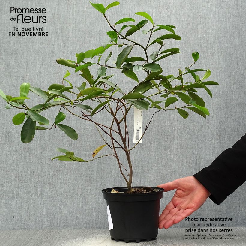 Ejemplar de Magnolia yunnanensis - Michelia Maceta 3L/4L entregado en otoño