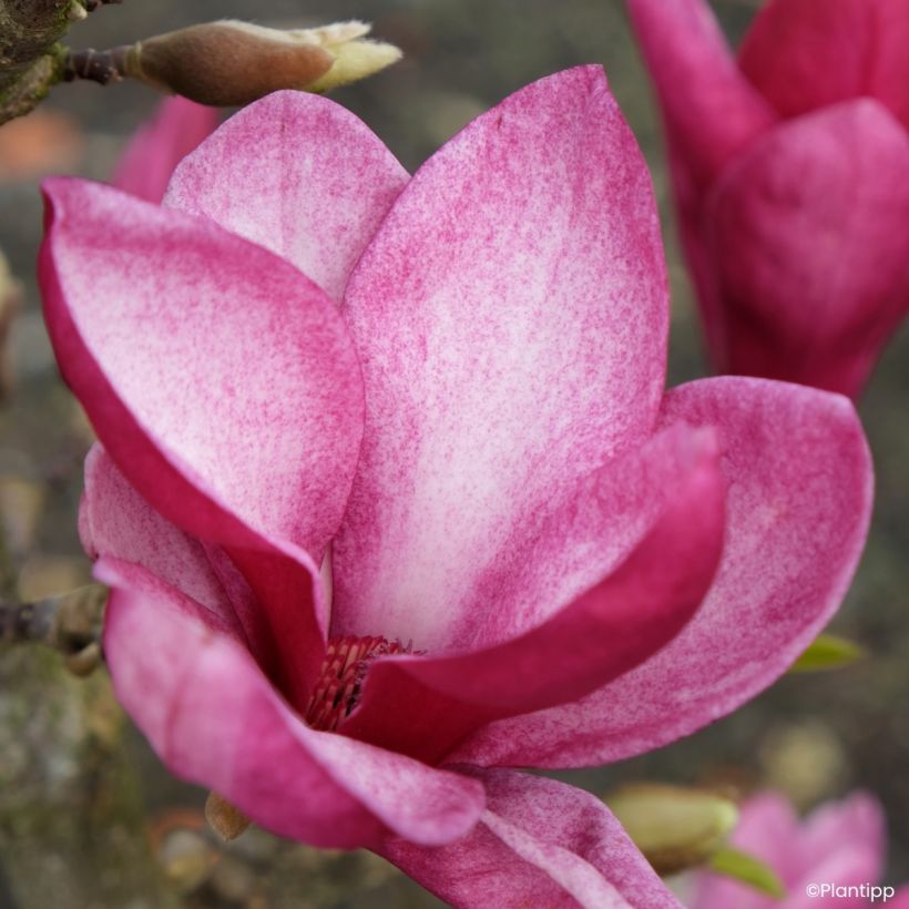 Magnolia injertado Starburst (Floración)