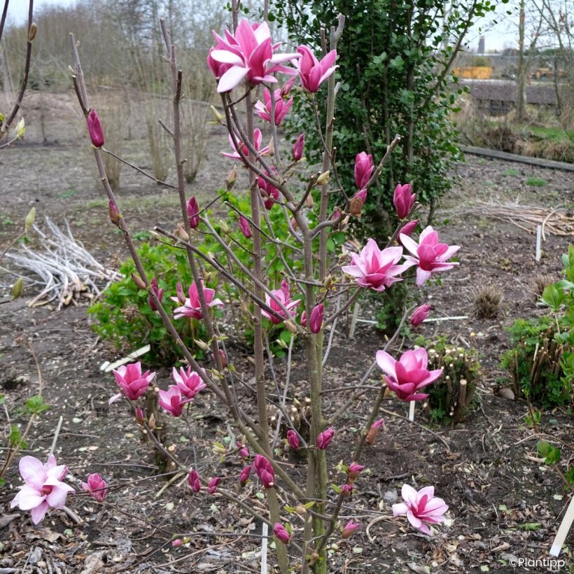 Magnolia injertado Starburst (Porte)