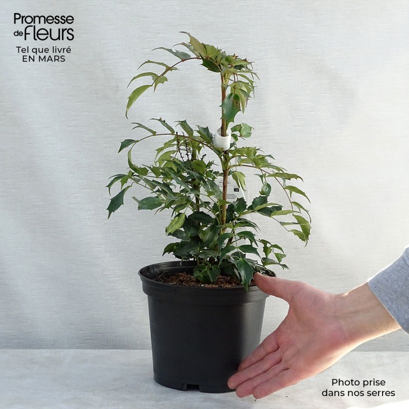 Mahonia nitens Cabaret Maceta 2L/3L Ejemplar entregado en la primavera