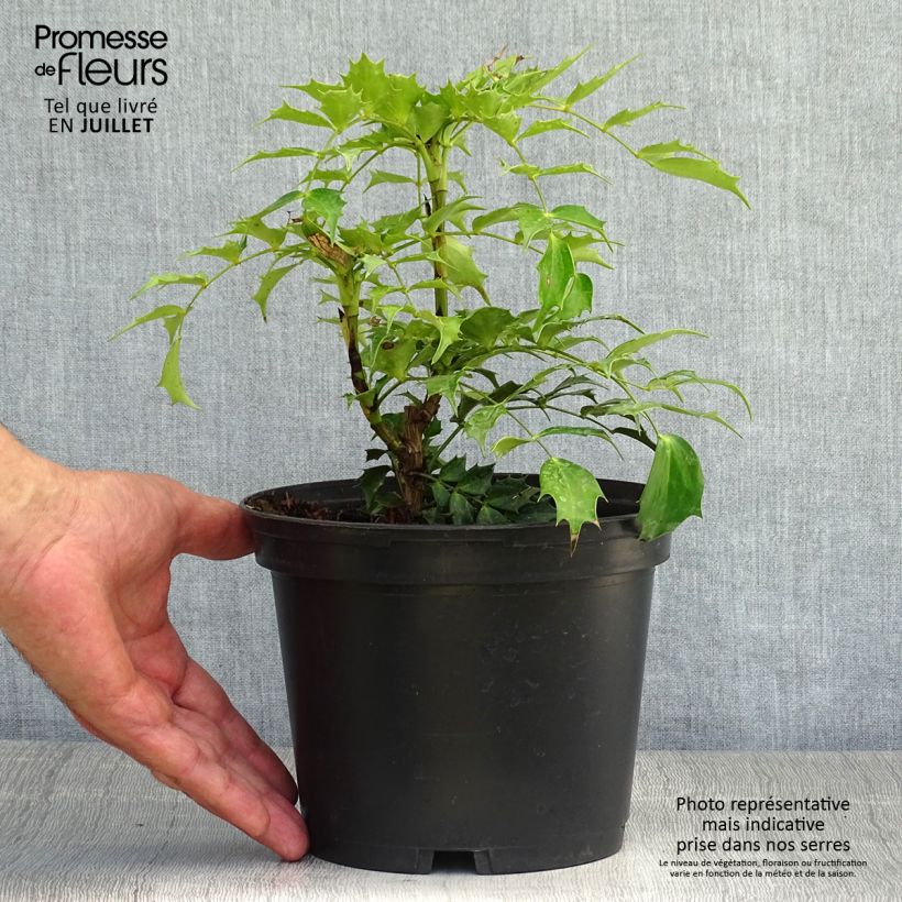 Ejemplar de Mahonia nitens Cabaret Maceta 2L/3L entregado en verano