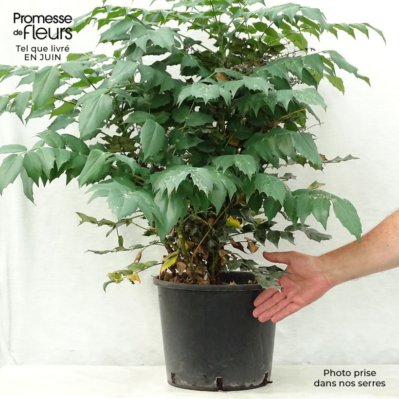 Ejemplar de Mahonia japonica Hivernant Maceta 7,5L/10L entregado en verano
