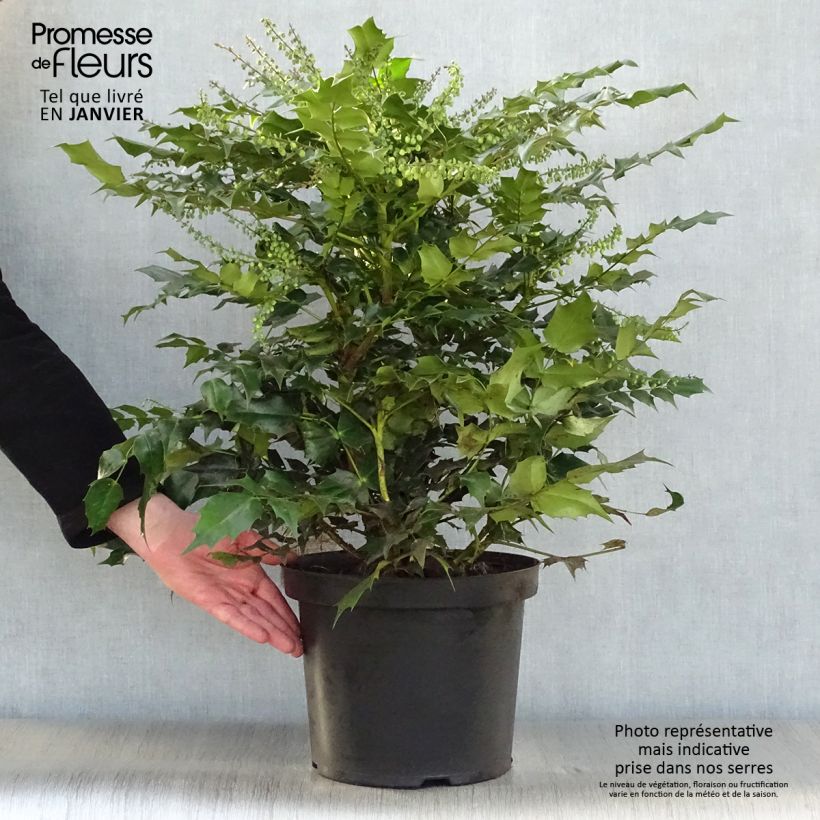 Mahonia japonica Hivernant Maceta 7,5L/10L Ejemplar entregado en invierno