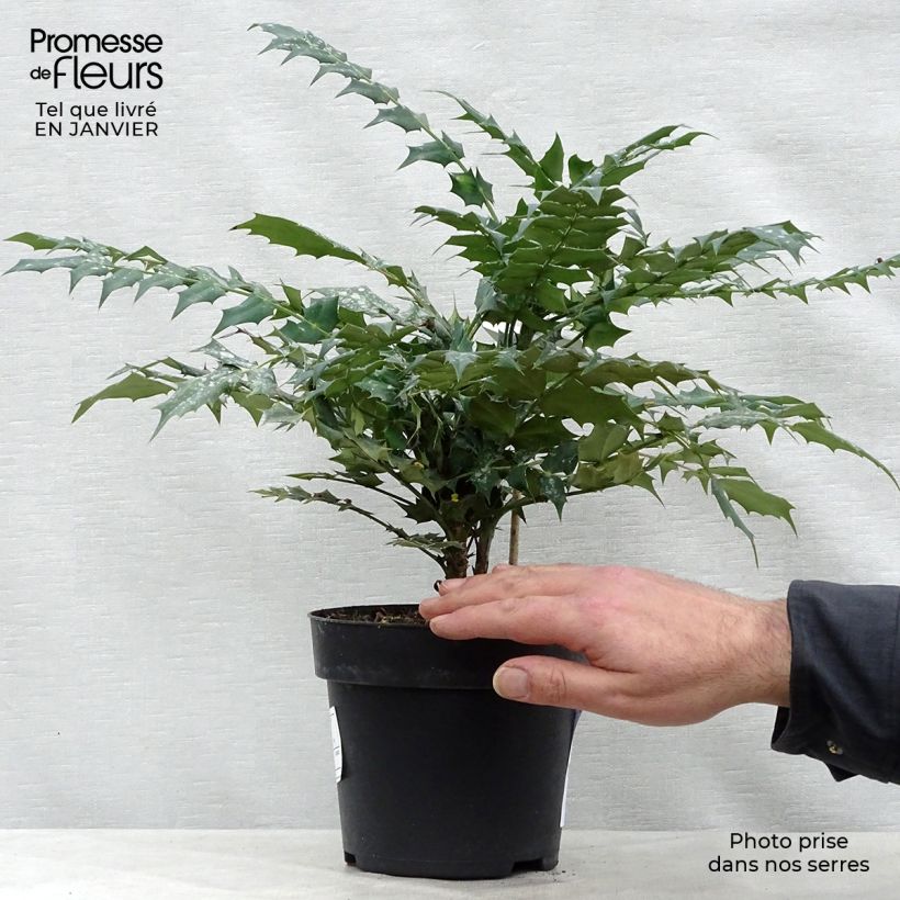 Mahonia media Charity Maceta 2L/3L Ejemplar entregado en invierno
