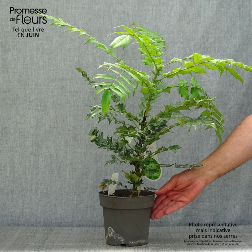 Ejemplar de Mahonia media Charity Maceta 2L/3L entregado en verano