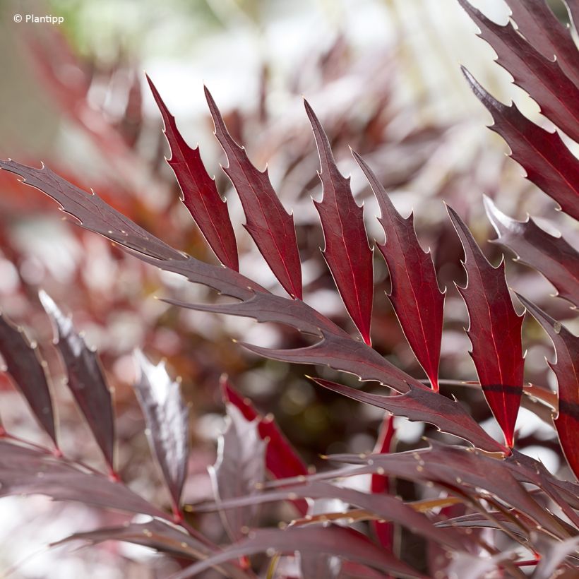 Mahonia Meteor (Follaje)