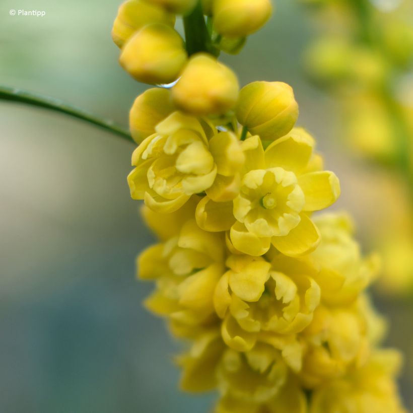 Mahonia Meteor (Floración)
