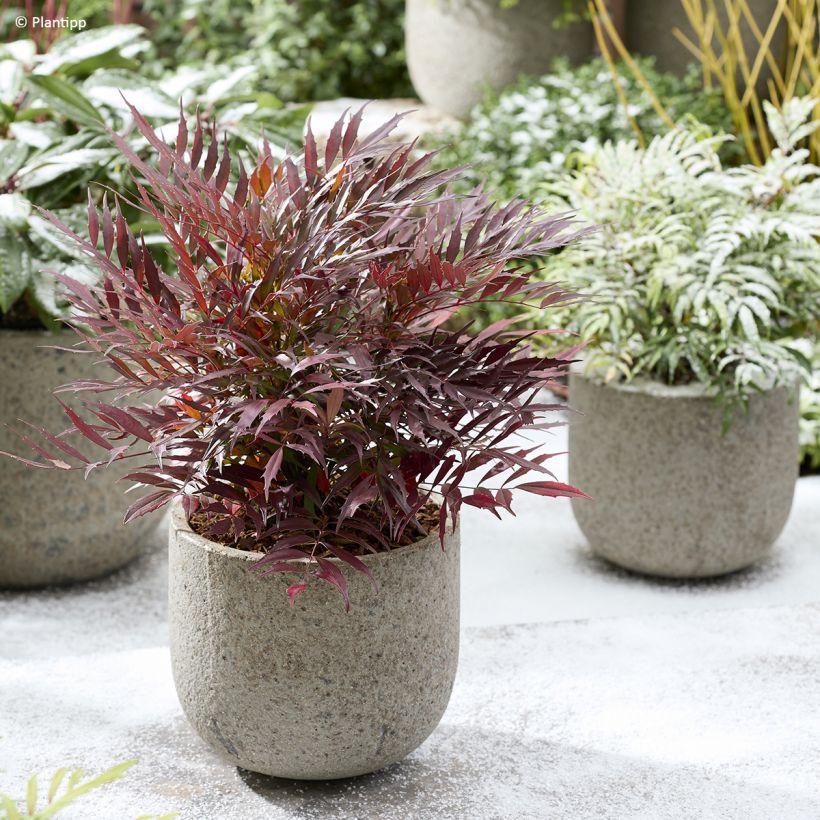 Mahonia Meteor (Porte)