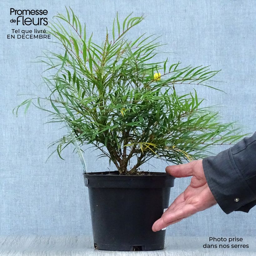 Mahonia eurybracteata Soft Caress Maceta 3L/4L Ejemplar entregado en invierno