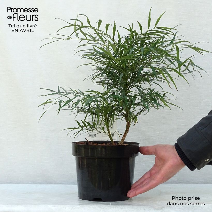 Mahonia eurybracteata Soft Caress Maceta 3L/4L Ejemplar entregado en la primavera