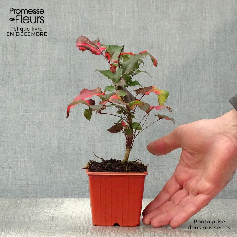 Mahonia aquifolium Maceta de 8/9 cm Ejemplar entregado en invierno